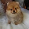 pomeranian-puppies-for-sale-250. Pomeranian Puppies For Sale $250