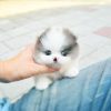 micro-pomeranian-for-sale. Micro Pomeranian For Sale