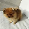 teacup-pomeranians-for-sale. Teacup Pomeranians for Sale.