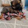 Pomeranian Puppies for sale in Cyprus