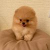 Teacup Pomeranian for Sale UK