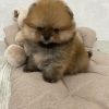 Teacup Pomeranian For Sale Australia