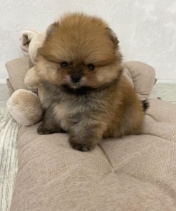 Teacup Pomeranian For Sale Australia