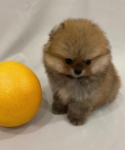 pomeranian-for-sale-uk. Pomeranian For Sale UK