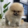 Pomeranian For Sale Adelaide