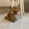 orange-sable-pomeranian-for-sale. Orange Sable Pomeranian for Sale