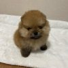 teacup-pomeranian-for-sale-melbourne. Teacup Pomeranian for Sale Melbourne.