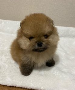 teacup-pomeranian-for-sale-melbourne. Teacup Pomeranian for Sale Melbourne.