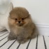 pomeranian-for-sale-brisbane