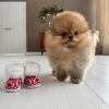 orange-pomeranian-for-sale. Orange Pomeranian For Sale.