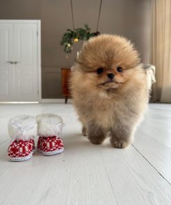 orange-pomeranian-for-sale. Orange Pomeranian For Sale.