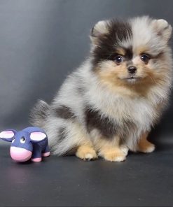 pomeranian-puppy-for-sale-uk. Pomeranian Puppy For Sale UK